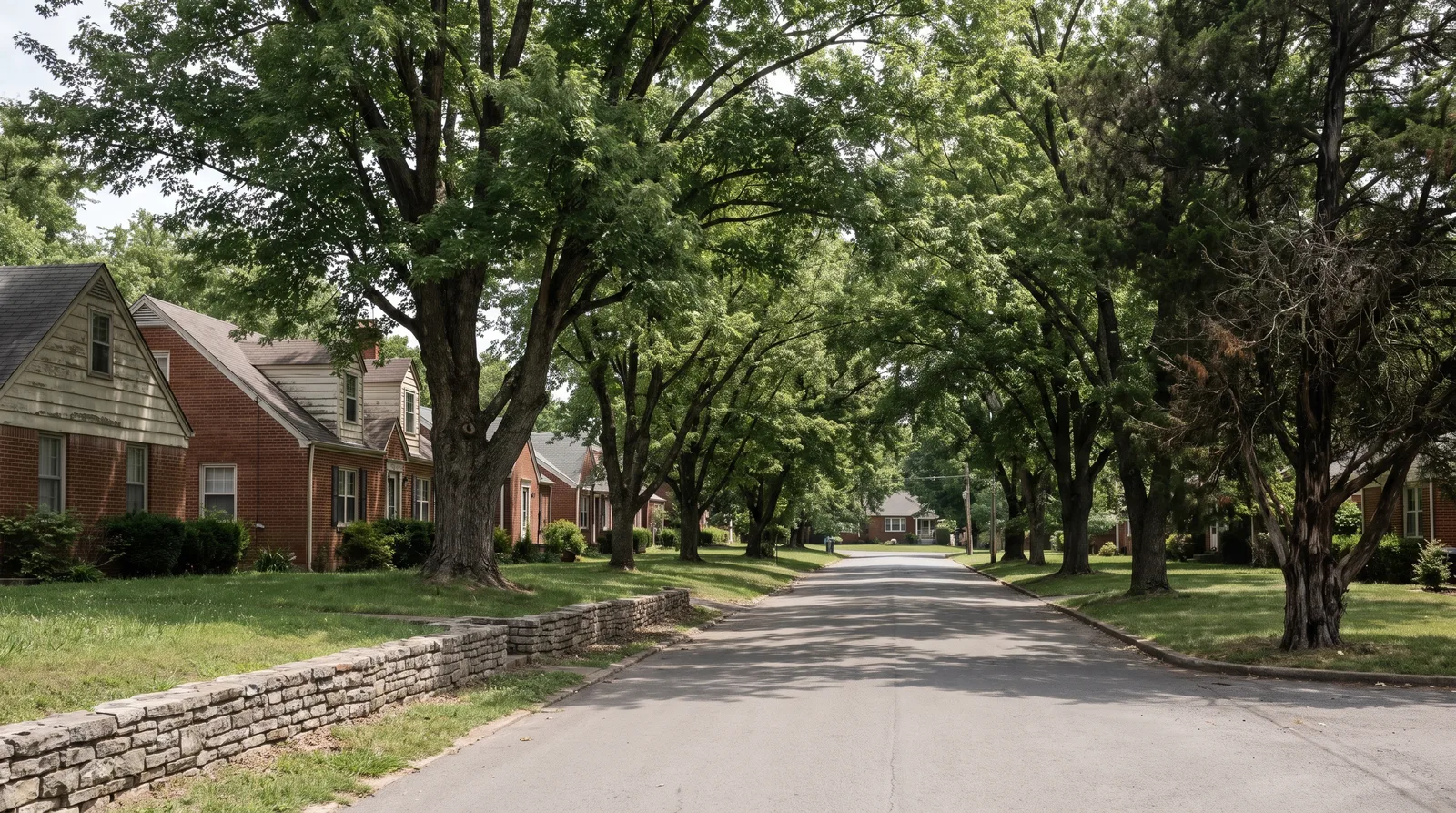 Old sugar maples and hackberries arching over a street of 1950s brick homes in Murfreesboro, TN
